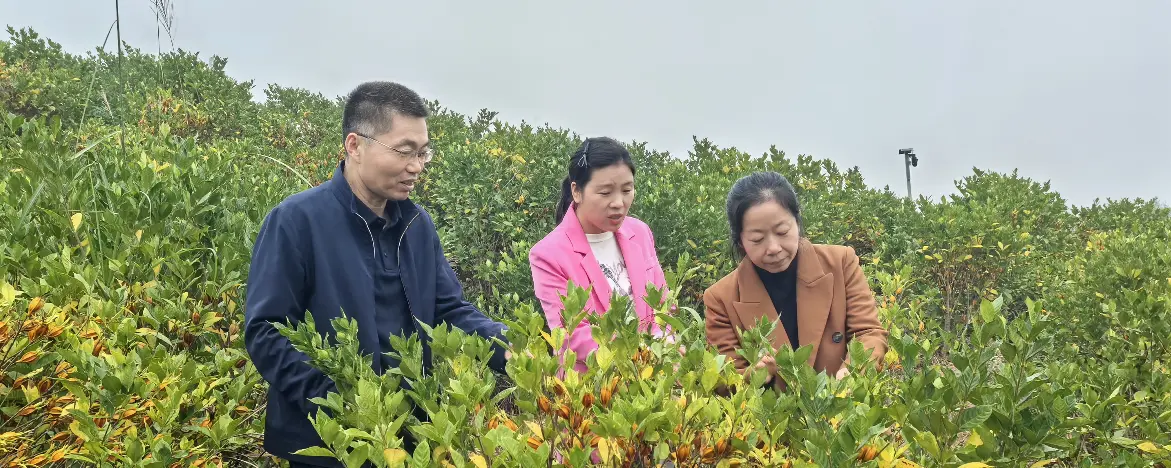 Field Visit at Our Green Planting Base of Gardenia, Pomelo and Purple Sweet Potato