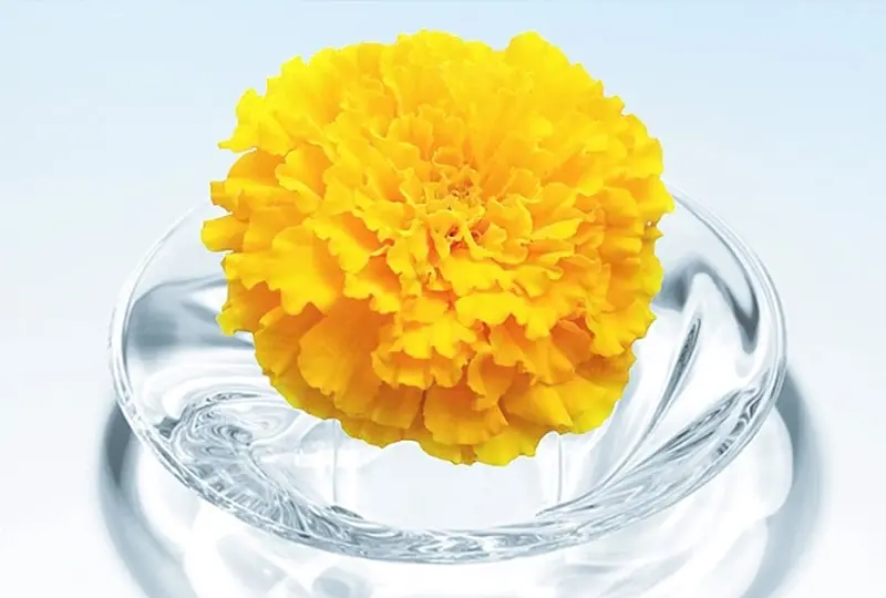 Human Health Human Health