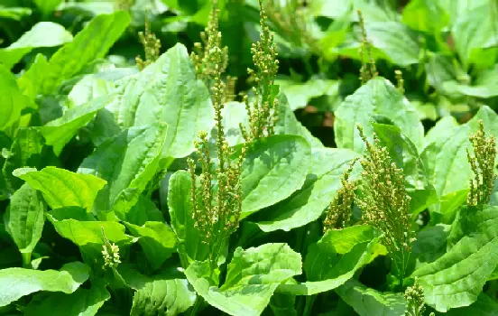 Plantain Extract