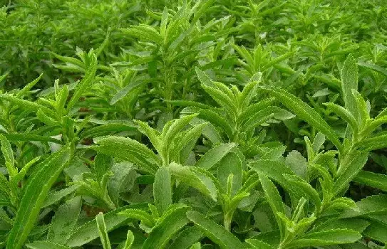 Stevia Extract Powder Stevia Extract Powder