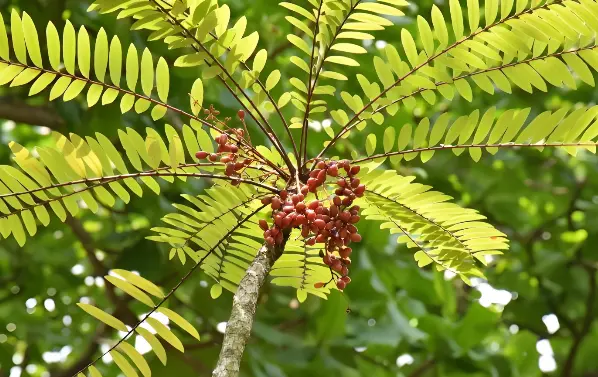 Tongkat Ali Extract Powder Tongkat Ali Extract Powder