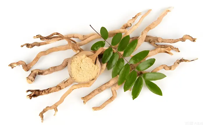 Tongkat Ali Extract Powder Tongkat Ali Extract Powder