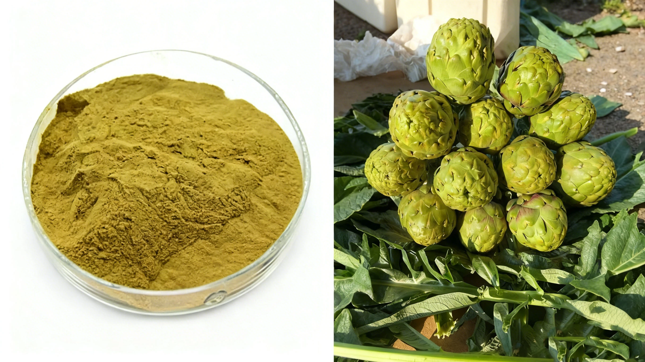 Artichoke Extract Powder