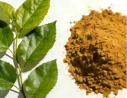 Mulberry Leaf Extract Powder Mulberry Leaf Extract Powder