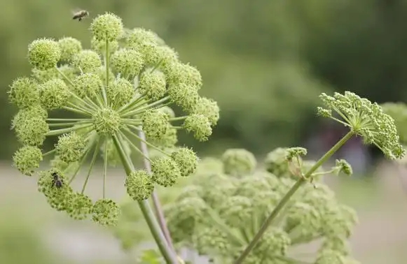 Angelica Officinalis Extract Angelica Officinalis Extract