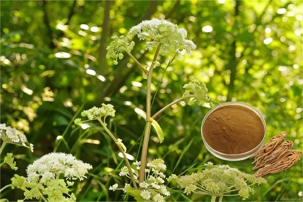 Angelica Officinalis Extract