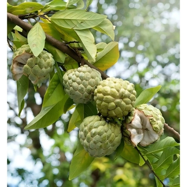 Annona Squamosa Fruit