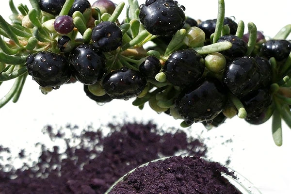 Black Goji Extract Black Goji Extract