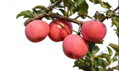 Apple Root Plant Apple Root Plant