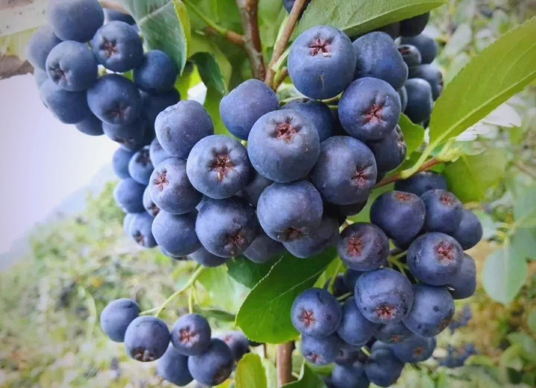 Black Chokeberry herb plant