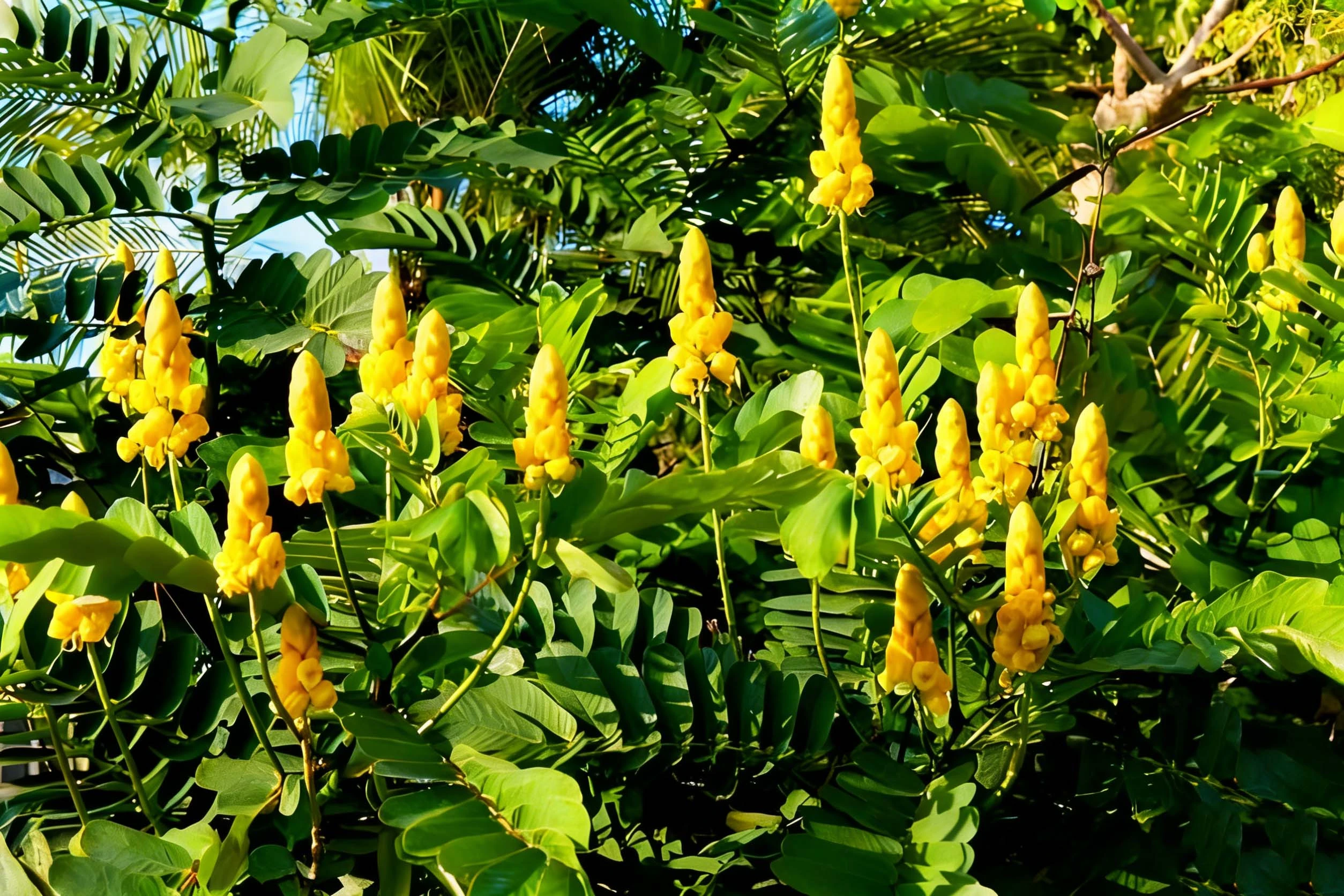 Senna Leaf Senna Leaf