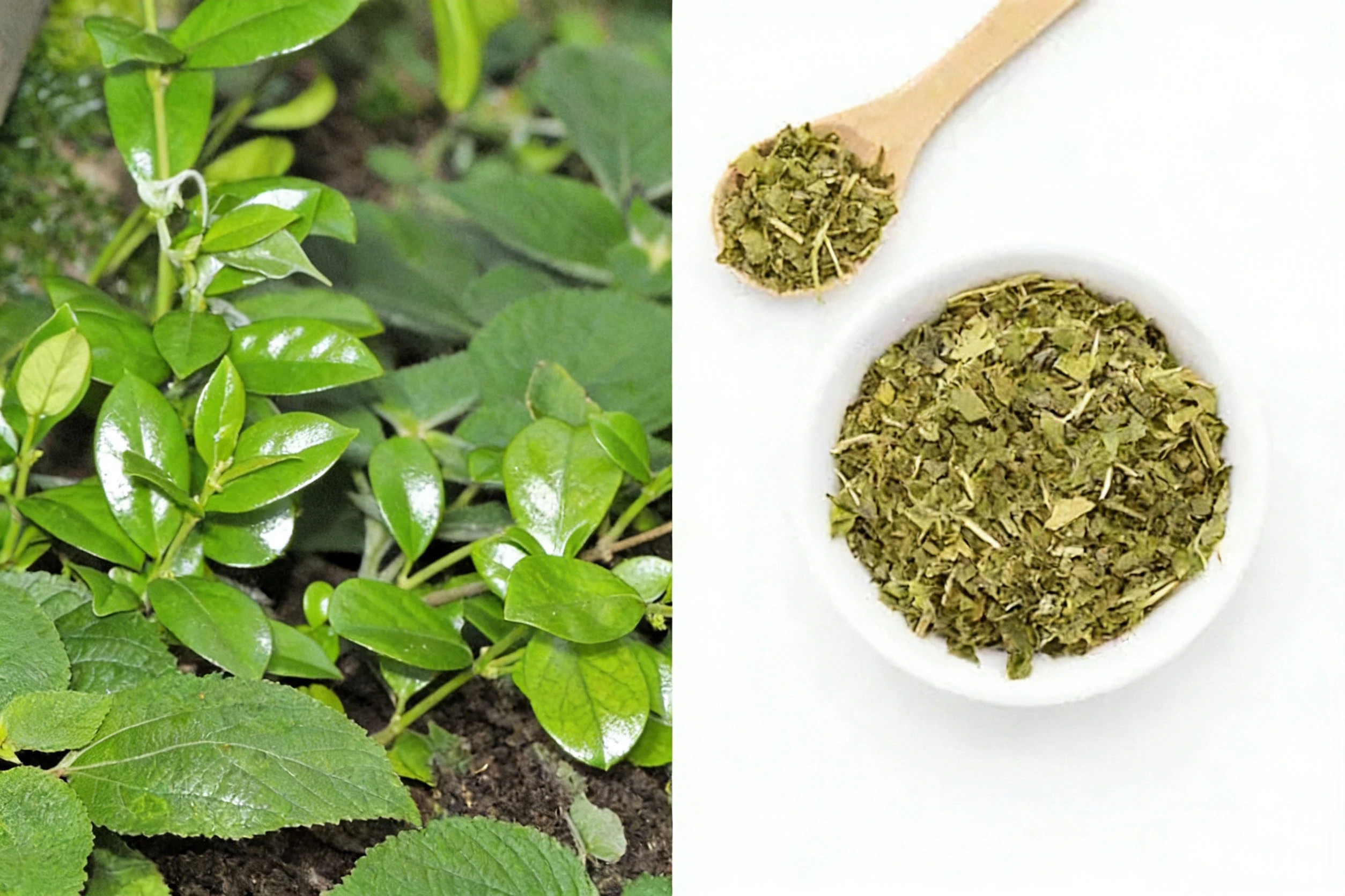 Gymnema Sylvestre Plant