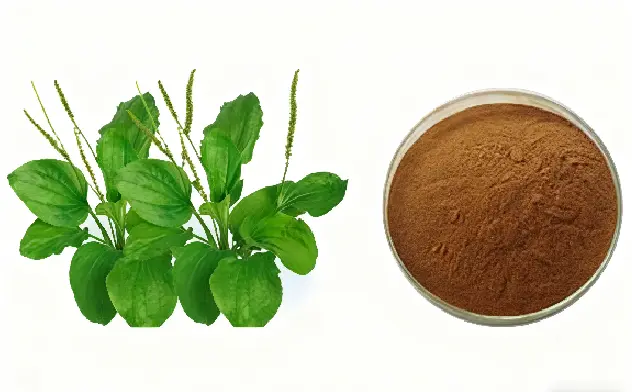 Plantain Extract Plantain Extract