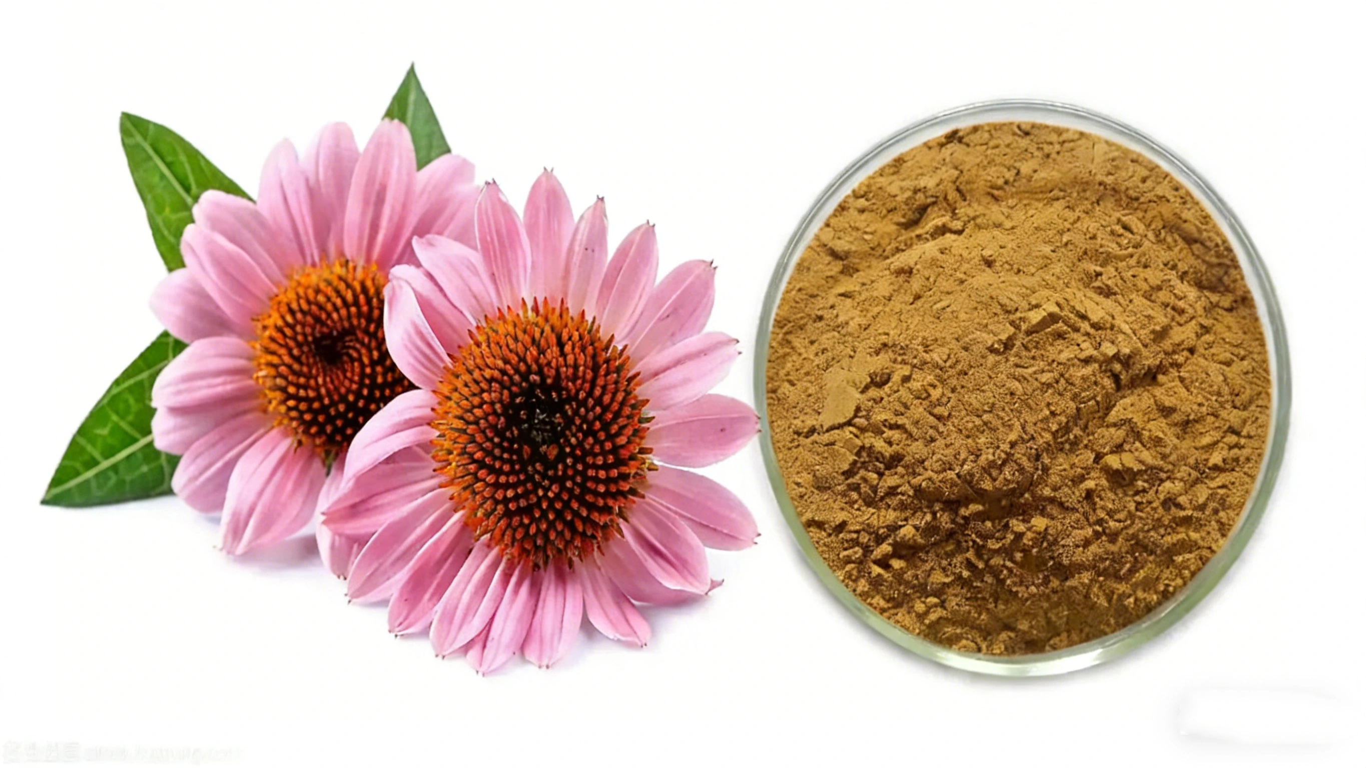 Echinacea Purpurea Extract