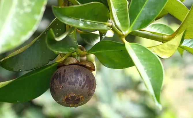 Mangosteen Extract Powder Mangosteen Extract Powder