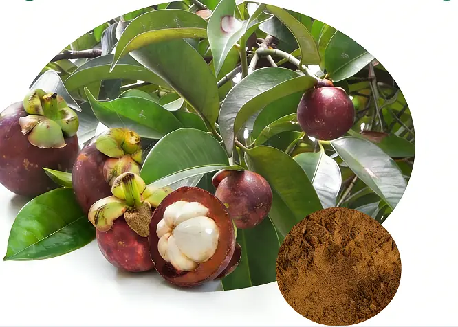 Mangosteen Extract Powder Mangosteen Extract Powder