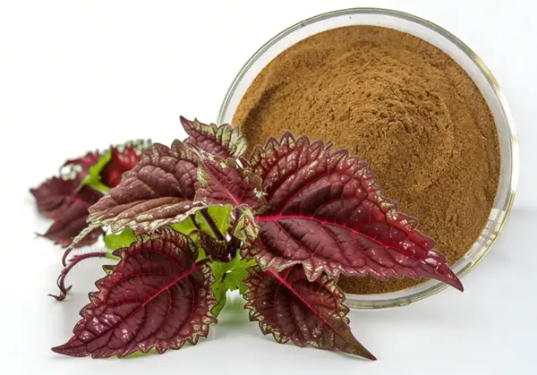 Coleus Forskohlii Extract Powder Coleus Forskohlii Extract Powder