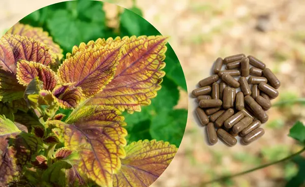 Coleus Forskohlii Extract Powder Coleus Forskohlii Extract Powder
