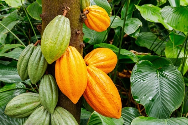 Cocoa Seed Extract