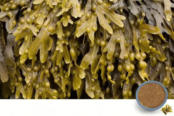 Bladderwrack Extract
