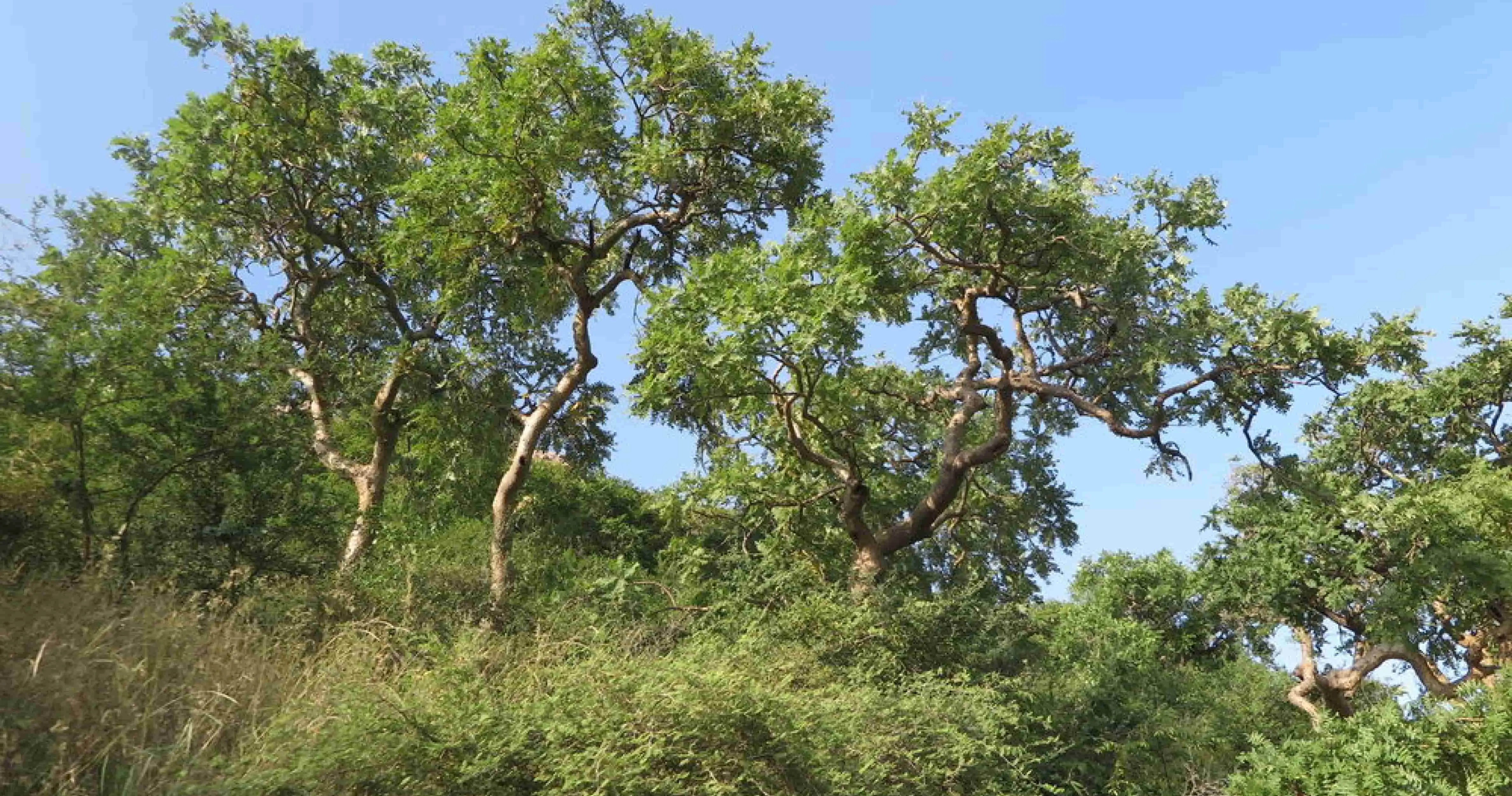 Boswellia Serrata Boswellia Serrata