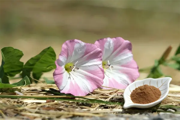 Field Bindweed Extract Field Bindweed Extract
