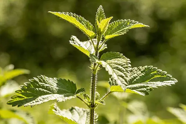 Nettle Plant Nettle Plant