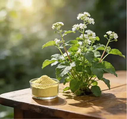 Cnidium Monnieri Extract Cnidium Monnieri Extract