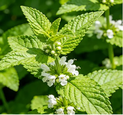 Melissa Officinalis Extract Melissa Officinalis Extract