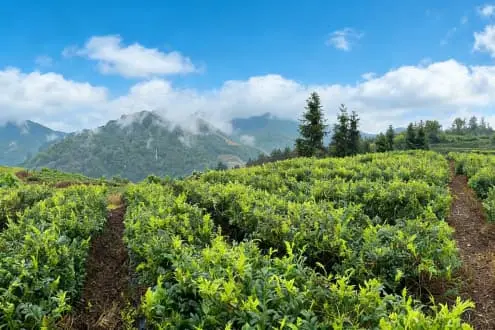 Vine Tea Extract Vine Tea Extract