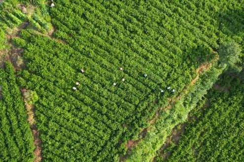 Vine Tea Extract Vine Tea Extract