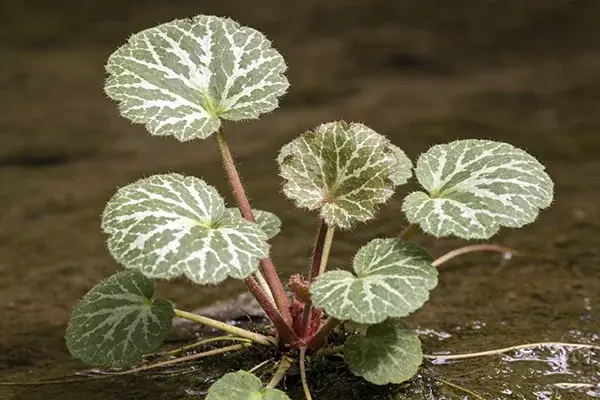 Saxifraga Stolonifera Plant