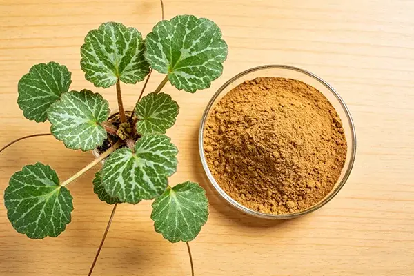 Saxifraga Stolonifera Powder