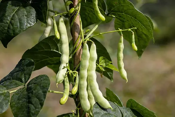 White Kidney Bean Plant White Kidney Bean Plant