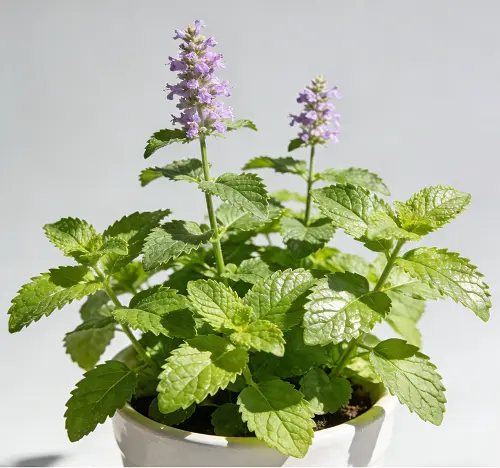 Peppermint Extract Powder Peppermint Extract Powder