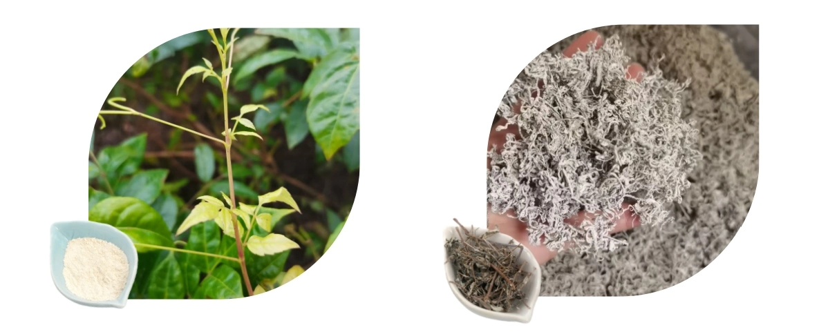 The advantages of Vine Tea Extract The advantages of Vine Tea Extract