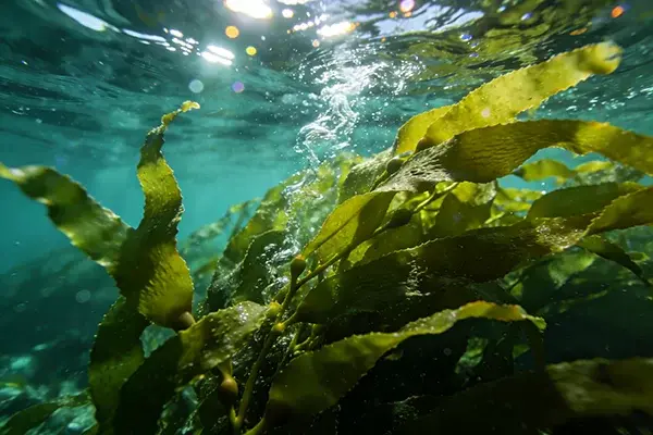 Algae Plant Algae Plant
