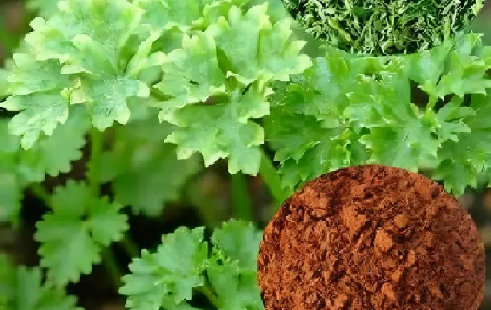 Parsley Extract Powder Parsley Extract Powder