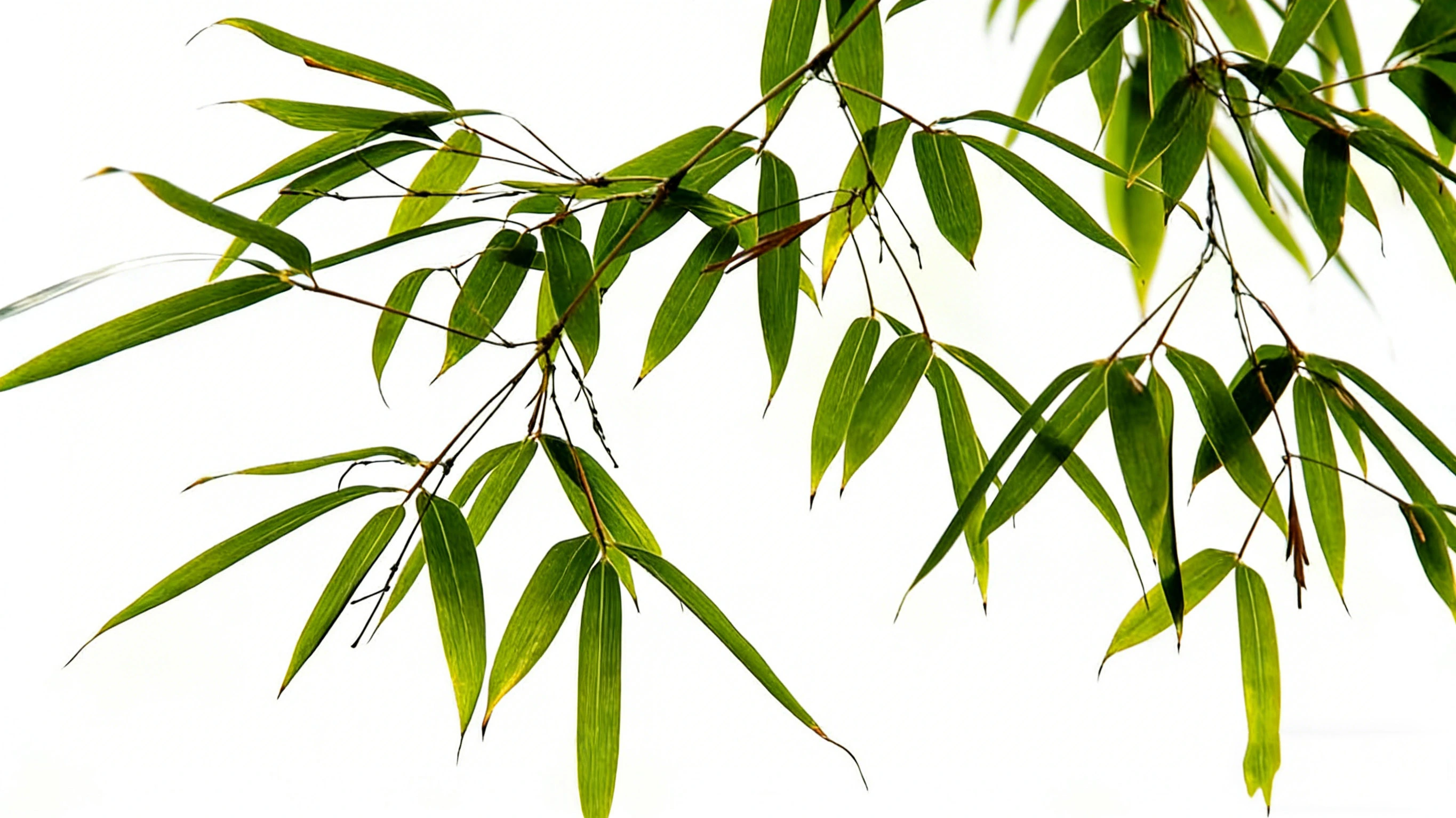 Bamboo Leaf Extract