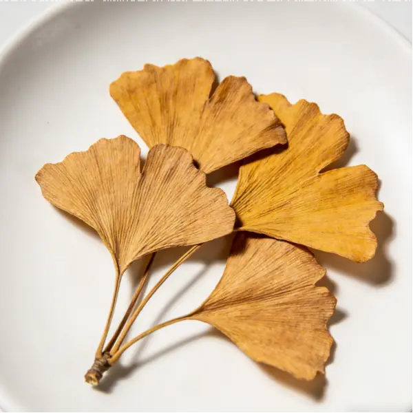 Ginkgo Biloba Leaf Extract Powder Ginkgo Biloba Leaf Extract Powder