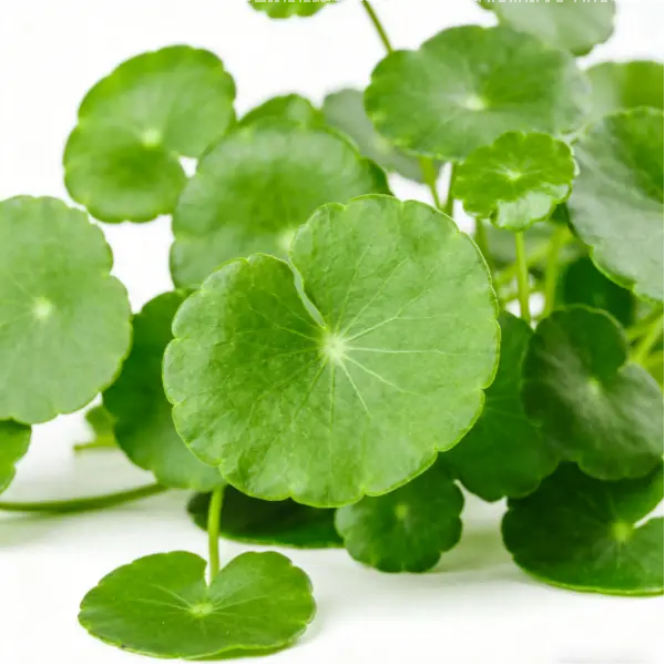 Gotu Kola Extract Powder Gotu Kola Extract Powder