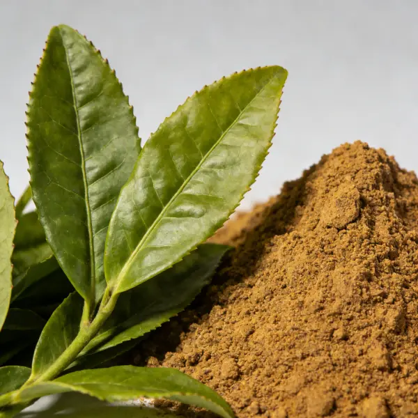 Green Tea Extract Green Tea Extract