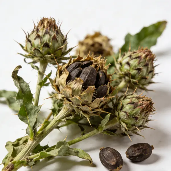 Milk Thistle Extract Powder