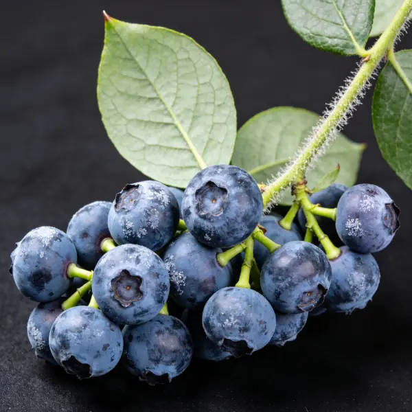 Blueberry Extract Powder