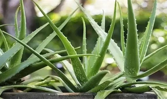 Aloe Vera Gel Powder Aloe Vera Gel Powder