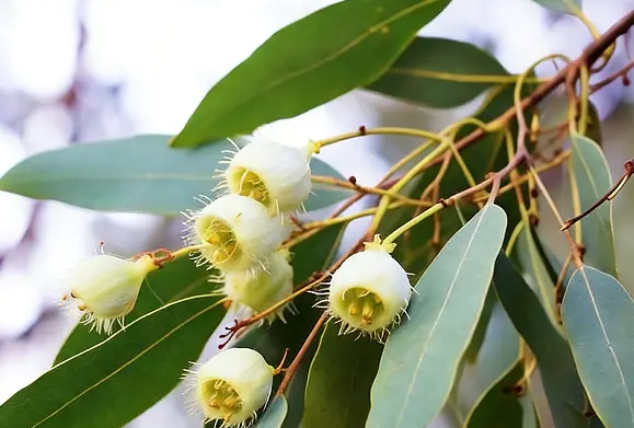 Eucalyptus Leaf Extract Eucalyptus Leaf Extract