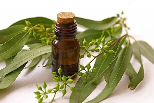 Eucalyptus Leaf Extract Eucalyptus Leaf Extract