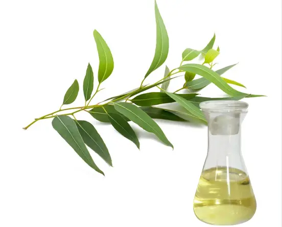 Eucalyptus Leaf Extract Eucalyptus Leaf Extract