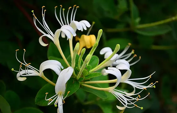 Honeysuckle Flower Extract