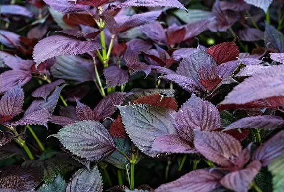 Perilla Seed Extract Perilla Seed Extract